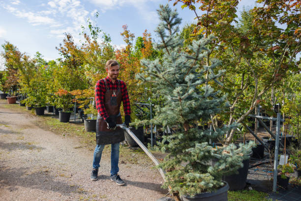 Best Lawn Disease Treatment  in Essex Junction, VT